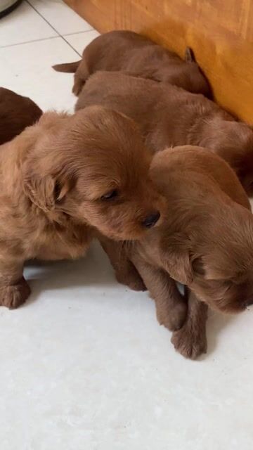 Chó Poodle lai Nâu đỏ. Mua bán Chó tại Thành phố Thủ Đức Tp Hồ Chí Minh được đăng bởi Tú Minh hình 1