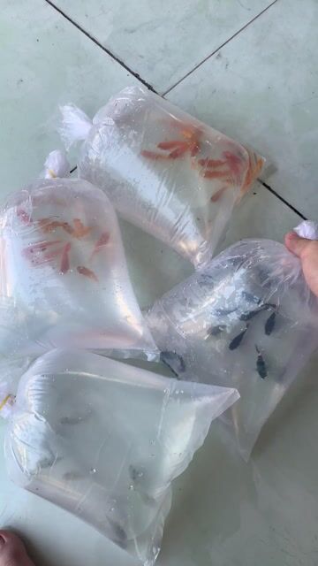 Cá cảnh Molly bình tích nhiều màu. Mua bán Thú cưng khác tại Huyện Củ Chi Tp Hồ Chí Minh được đăng bởi Trúc Nguyễn hình 1