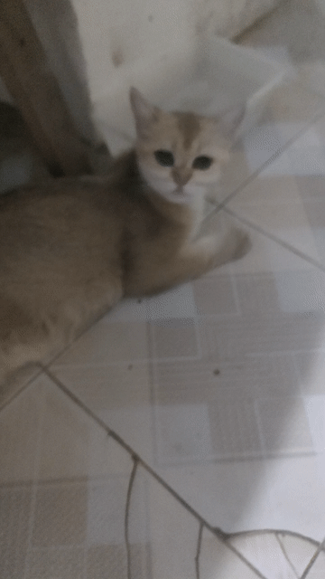 Mèo Golden cái trưởng thành màu vàng. Mua bán Mèo tại Quận Hoàng Mai Hà Nội được đăng bởi huynki hình 1