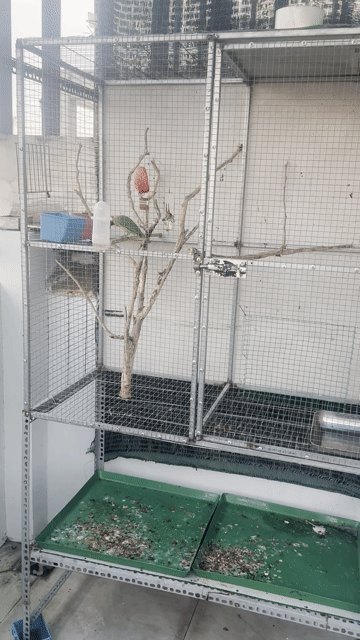 Chim Thanh Tước Siêng Hót bán hoặc gl chào mào. Mua bán Chim tại Quận 8 Tp Hồ Chí Minh được đăng bởi âm thầm hình 1