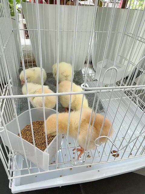 Gà ta Vàng Khỏe mạnh Đã tiêm. Mua bán Gà tại Quận 3 Tp Hồ Chí Minh được đăng bởi Tin Tin hình 1