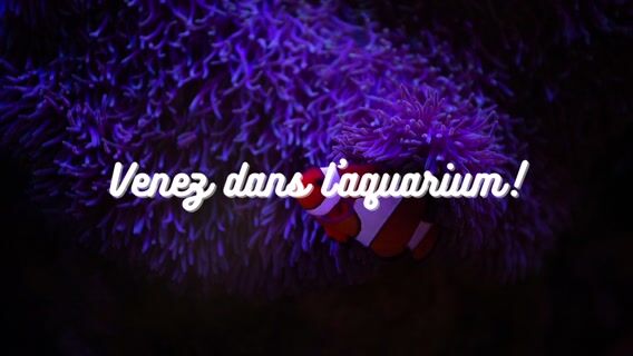 Venez dans l'aquarium !