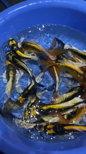 Cá chép Panda lớn . size 25 đến 35cm. Mua bán Thú cưng khác tại Quận Bình Thuỷ Cần Thơ được đăng bởi quân quân hình 1