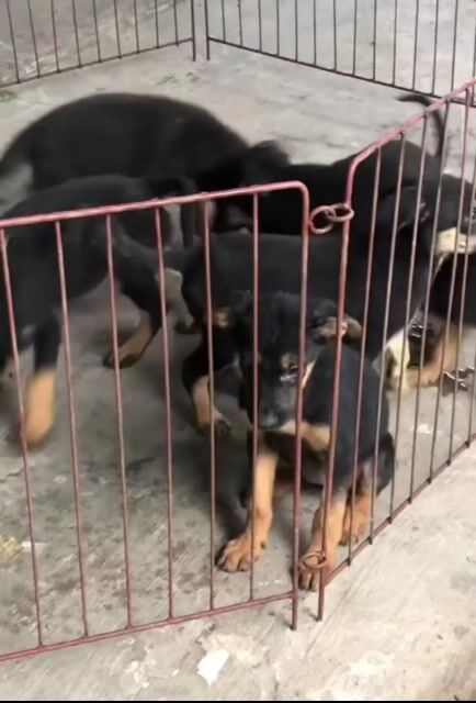 Chó Becgie Nga. Mua bán Chó tại Quận Ninh Kiều Cần Thơ được đăng bởi Penta Store hình 1