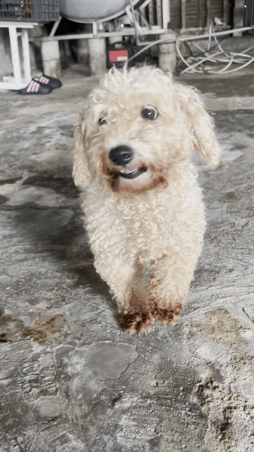 Chó Poodle Cái gần  salo. Mua bán Chó tại Quận Hai Bà Trưng Hà Nội được đăng bởi Em Anh hình 1