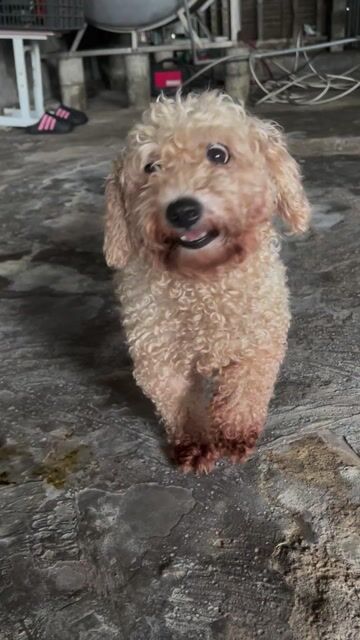 Chó Poodle Cái gần  salo. Mua bán Chó tại Quận Hai Bà Trưng Hà Nội được đăng bởi Em Anh hình 1