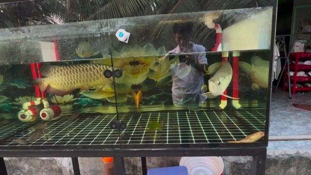 Cá bối Vàng khỏe mạnh. Mua bán Thú cưng khác tại Huyện Châu Thành Tiền Giang được đăng bởi minh lâm hình 1