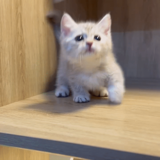 Munchkin ALN chân lùn mũi hồng. Mua bán Mèo tại Quận 12 Tp Hồ Chí Minh được đăng bởi Kids Pet hình 1