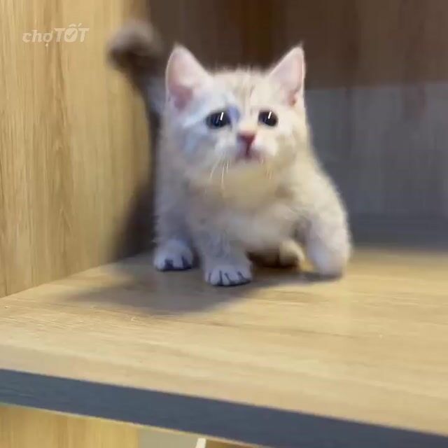Munchkin ALN chân lùn mũi hồng. Mua bán Mèo tại Quận 12 Tp Hồ Chí Minh được đăng bởi Kids Pet hình 1