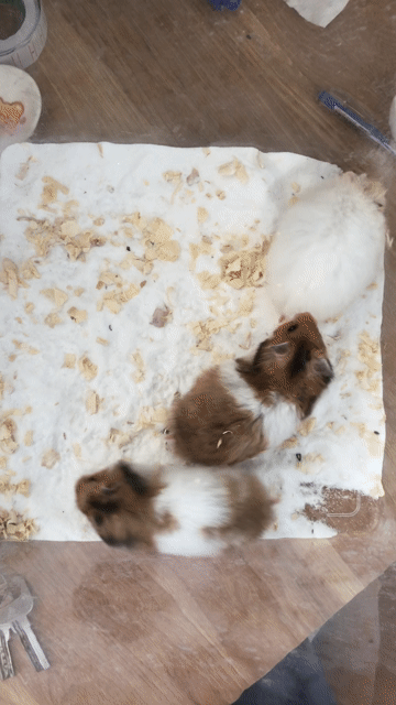 Hamster bear tạng to. Mua bán Thú cưng khác tại Quận Cái Răng Cần Thơ được đăng bởi Hammie Heamster hình 1