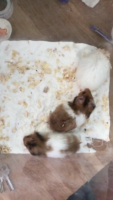 Hamster bear tạng to. Mua bán Thú cưng khác tại Quận Cái Răng Cần Thơ được đăng bởi Hammie Heamster hình 1