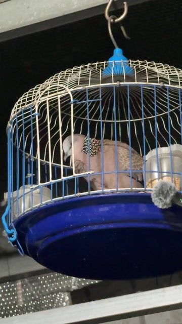 cu gáy mã bắc to con bao trống. Mua bán Chim tại Huyện Bình Chánh Tp Hồ Chí Minh được đăng bởi Nguyễn Văn Thiện  hình 1