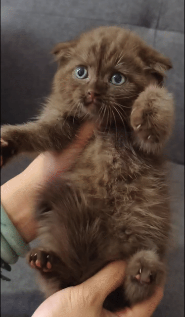 Mèo Scottish Fold đực màu Nâu. Mua bán Mèo tại Quận Bình Tân Tp Hồ Chí Minh được đăng bởi Chi hình 1
