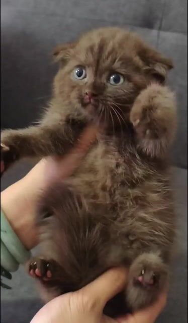 Mèo Scottish Fold đực màu Nâu. Mua bán Mèo tại Quận Bình Tân Tp Hồ Chí Minh được đăng bởi Chi hình 1