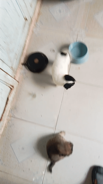 Chó Chihuahua lai size mini. Mua bán Chó tại Quận 12 Tp Hồ Chí Minh được đăng bởi no love hình 1