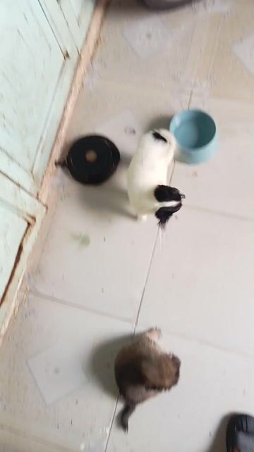 Chó Chihuahua lai size mini. Mua bán Chó tại Quận 12 Tp Hồ Chí Minh được đăng bởi no love hình 1