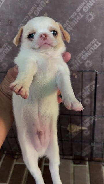 Chihuahua mini Bò đốm vàng trên đầu + mũi hồng. Mua bán Chó tại Huyện Châu Thành Tiền Giang được đăng bởi Lê Bảo Ngân hình 1