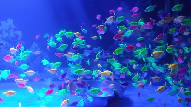 Cá cảnh cánh buồm dạ quang size lớn. Mua bán Thú cưng khác tại Quận Gò Vấp Tp Hồ Chí Minh được đăng bởi Cá  Vàng Oranda  và Ranchu hình 1