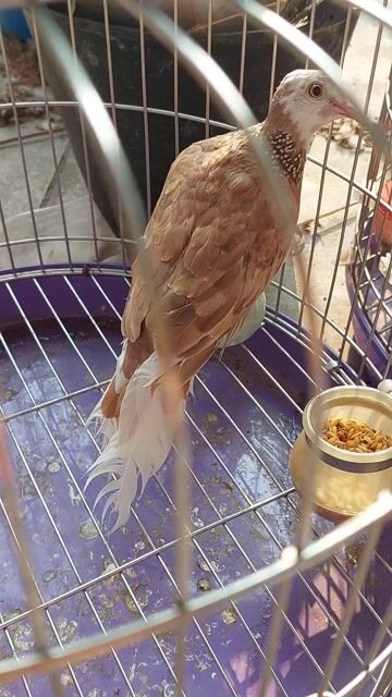 Chim Cu gáy Thái Nâu trắng. Mua bán Chim tại Thành phố Thủ Đức Tp Hồ Chí Minh được đăng bởi Chàng Khờ hình 1