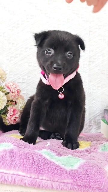 Gái Nhật F dễ thương chào sen yêu. Mua bán Chó tại Huyện Hóc Môn Tp Hồ Chí Minh được đăng bởi Smile Pet hình 1