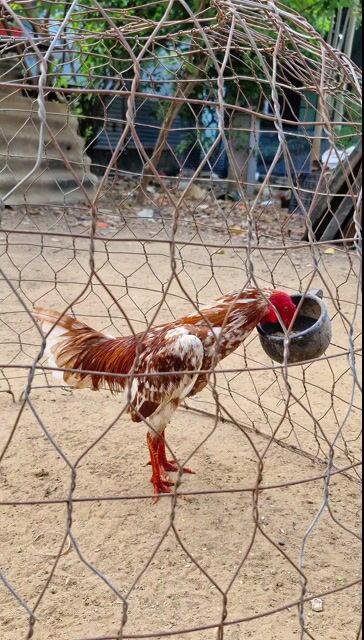 Gà Siu Mỹ đực 1.15 kg. Mua bán Gà tại Thị xã Tân Uyên Bình Dương được đăng bởi chí phèo hình 1