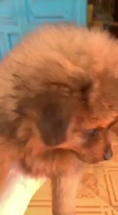 Chó Phốc Sóc màu Nâu. Mua bán Chó tại Huyện Hóc Môn Tp Hồ Chí Minh được đăng bởi Lưu Mộng Thuý hình 1