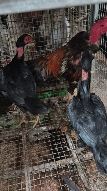1 trống 4 mái đòn nuôi lấy trứng ,thịt. Mua bán Gà tại Thành phố Thủ Đức Tp Hồ Chí Minh được đăng bởi Gà Cảnh Bình Dương hình 1