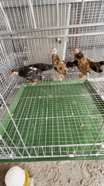 Gà tre bắc. Mua bán Gà tại Huyện Ba Vì Hà Nội được đăng bởi sơn hình 1