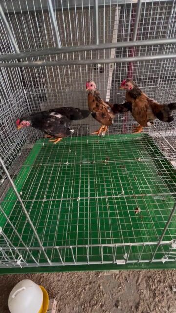 Gà tre bắc. Mua bán Gà tại Huyện Ba Vì Hà Nội được đăng bởi sơn hình 1