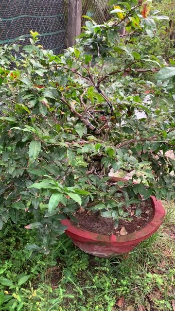 Cây cảnh Siêu bông bình lợi 2 mùa. Mua bán Cây cảnh, đồ trang trí tại Thành phố Mỹ Tho Tiền Giang được đăng bởi Dương Minh Tiến hình 1