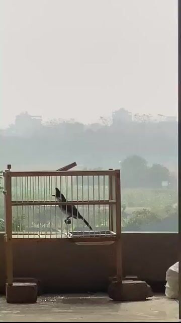 mao miền   giọng xoắn tít. Mua bán Chim tại Huyện Đông Anh Hà Nội được đăng bởi anh hai hình 1