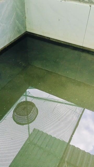 Cá lóc bông 5 con. Mua bán Thú cưng khác tại Huyện Châu Thành Bến Tre được đăng bởi Chang Trai Chunh Tinh Hj hình 1