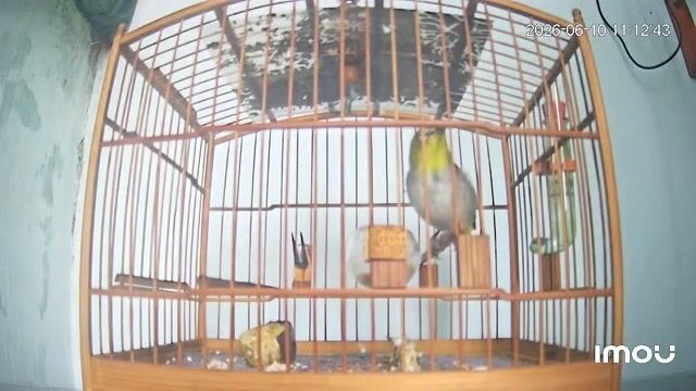 Khuyên xanh 1 mùa. Mua bán Chim tại Quận Gò Vấp Tp Hồ Chí Minh được đăng bởi Cường Cool hình 1