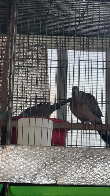 chim trống mã bắc. Mua bán Chim tại Huyện Bình Chánh Tp Hồ Chí Minh được đăng bởi Nguyễn Văn Thiện  hình 1