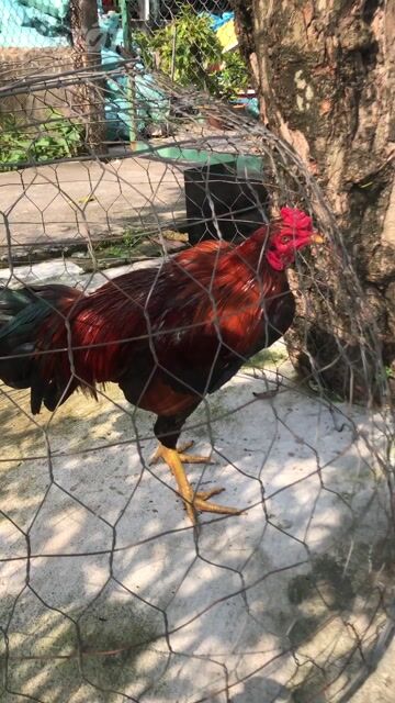 điều đỏ 2k9. Mua bán Gà tại Huyện Bình Chánh Tp Hồ Chí Minh được đăng bởi anh hình 1