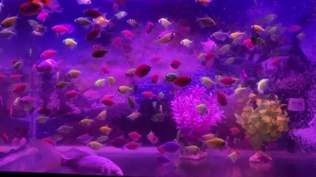 Cá cánh buồm lớn nhiều màu. Mua bán Thú cưng khác tại Huyện Bắc Tân Uyên Bình Dương được đăng bởi Xuân Lê hình 1