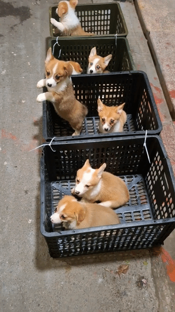 Ơ kìa !Anh gì ơi, đừng vội lướt qua em.E corgi đây. Mua bán Chó tại Quận Đống Đa Hà Nội được đăng bởi Tùng Lâm corgi hình 1