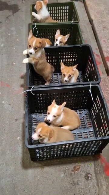 Ơ kìa !Anh gì ơi, đừng vội lướt qua em.E corgi đây. Mua bán Chó tại Quận Đống Đa Hà Nội được đăng bởi Tùng Lâm corgi hình 1