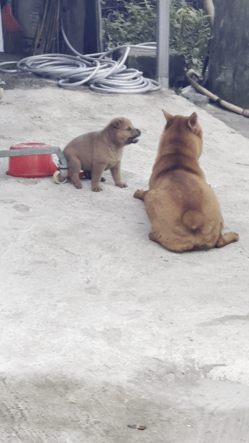 Chó HMông Cộc đực hơn 1 tháng. Mua bán Chó tại Thành phố Hội An Quảng Nam được đăng bởi Đại Phong hình 1