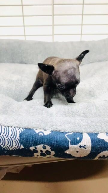 Chihuahua mini. Mua bán Chó tại Quận 8 Tp Hồ Chí Minh được đăng bởi Nguyễn Mạnh  hình 1
