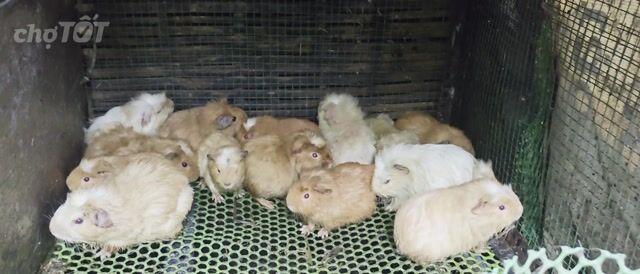 Bọ ú Coronet Ame Baby Nhiều màu. Mua bán Thú cưng khác tại Quận 12 Tp Hồ Chí Minh được đăng bởi Huỳnh Kha hình 1