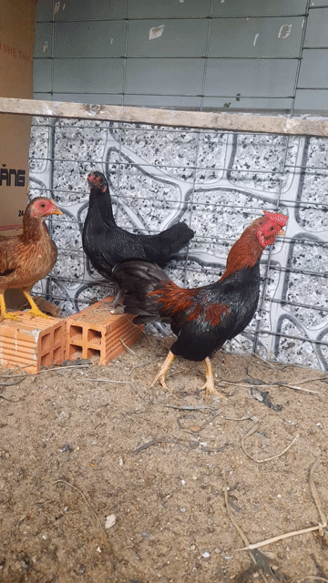 Gà giống lớn trống mái trên 1 năm. Mua bán Gà tại Huyện Gò Công Tây Tiền Giang được đăng bởi khanh le hình 1