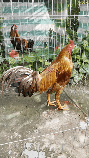 Gà chọi Nâu đỏ Đực 3kg. Mua bán Gà tại Huyện Mỹ Xuyên Sóc Trăng được đăng bởi đặng khang hình 1