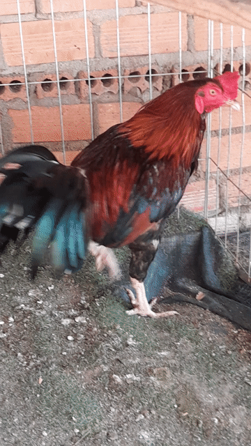 Gà chọi Mỹ Đỏ đen Đực. Mua bán Gà tại Huyện Định Quán Đồng Nai được đăng bởi Van kien Le hình 1