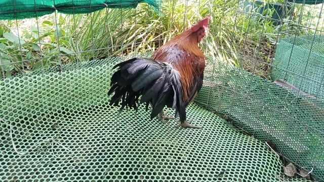 Gà chọi Nâu đỏ 2.8kg Đực. Mua bán Gà tại Huyện Mỹ Xuyên Sóc Trăng được đăng bởi Trần Hùng hình 1
