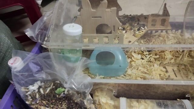 Hamster Sóc và trắng. Mua bán Thú cưng khác tại Huyện Bình Chánh Tp Hồ Chí Minh được đăng bởi Nguyễn Mai hình 1