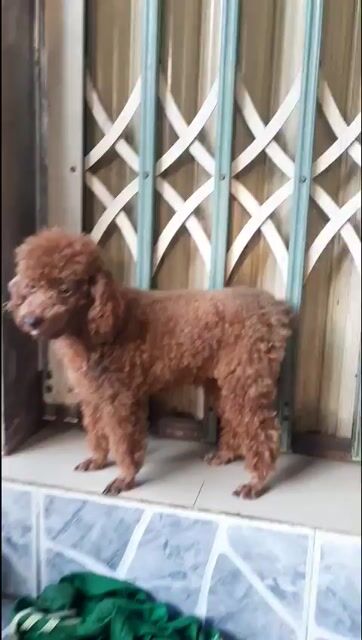  Poodle Tiny đực 1 tuổi Nâu đo. Mua bán Chó tại Huyện Long Hồ Vĩnh Long được đăng bởi Thanh Tuấn  hình 1