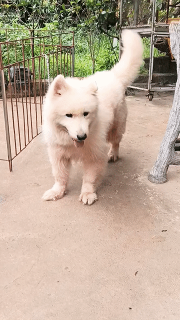 Chó Samoyed đực. Mua bán Chó tại Thị xã Duy Tiên Hà Nam được đăng bởi Vũ Văn Tính hình 1