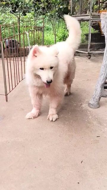 Chó Samoyed đực. Mua bán Chó tại Thị xã Duy Tiên Hà Nam được đăng bởi Vũ Văn Tính hình 1