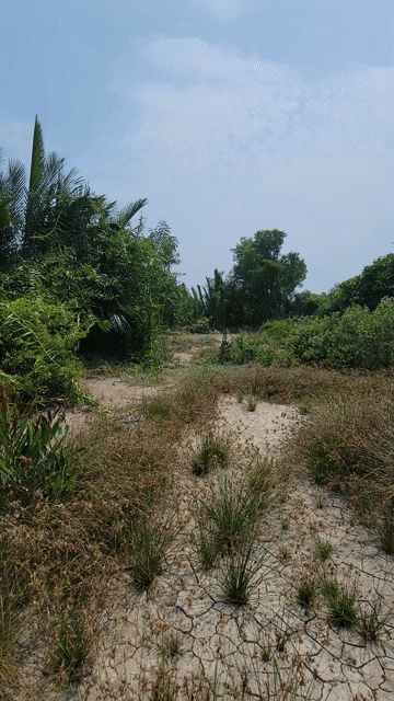 Mua bán Đất Huyện Cần Giờ Tp Hồ Chí Minh diện tích 4000 m² giá 6,2 tỷ